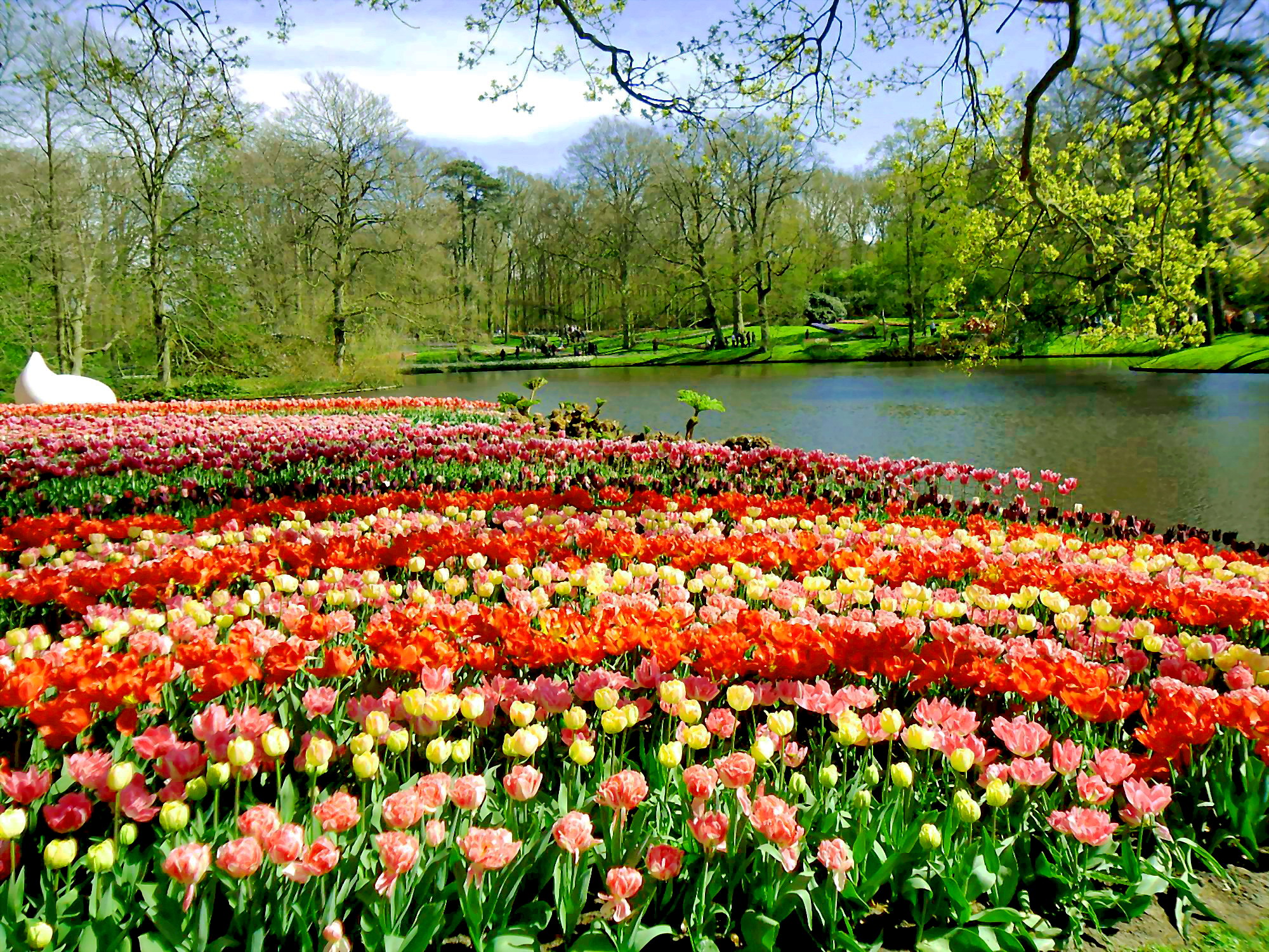 tulip_ha_lan_8