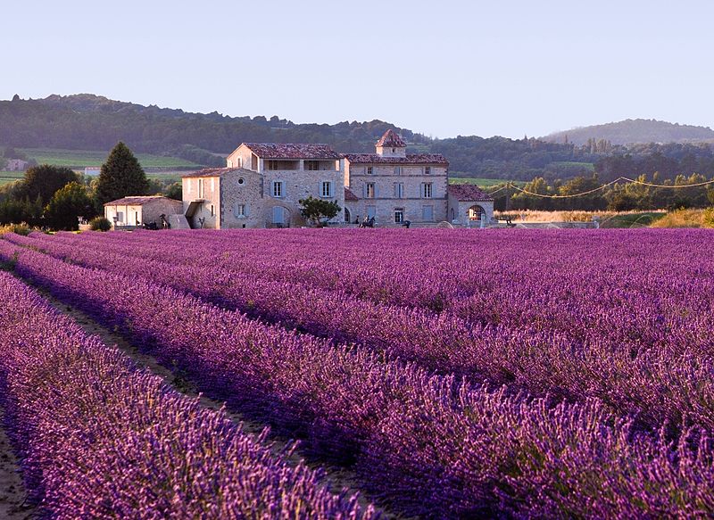 800px-lavender_field