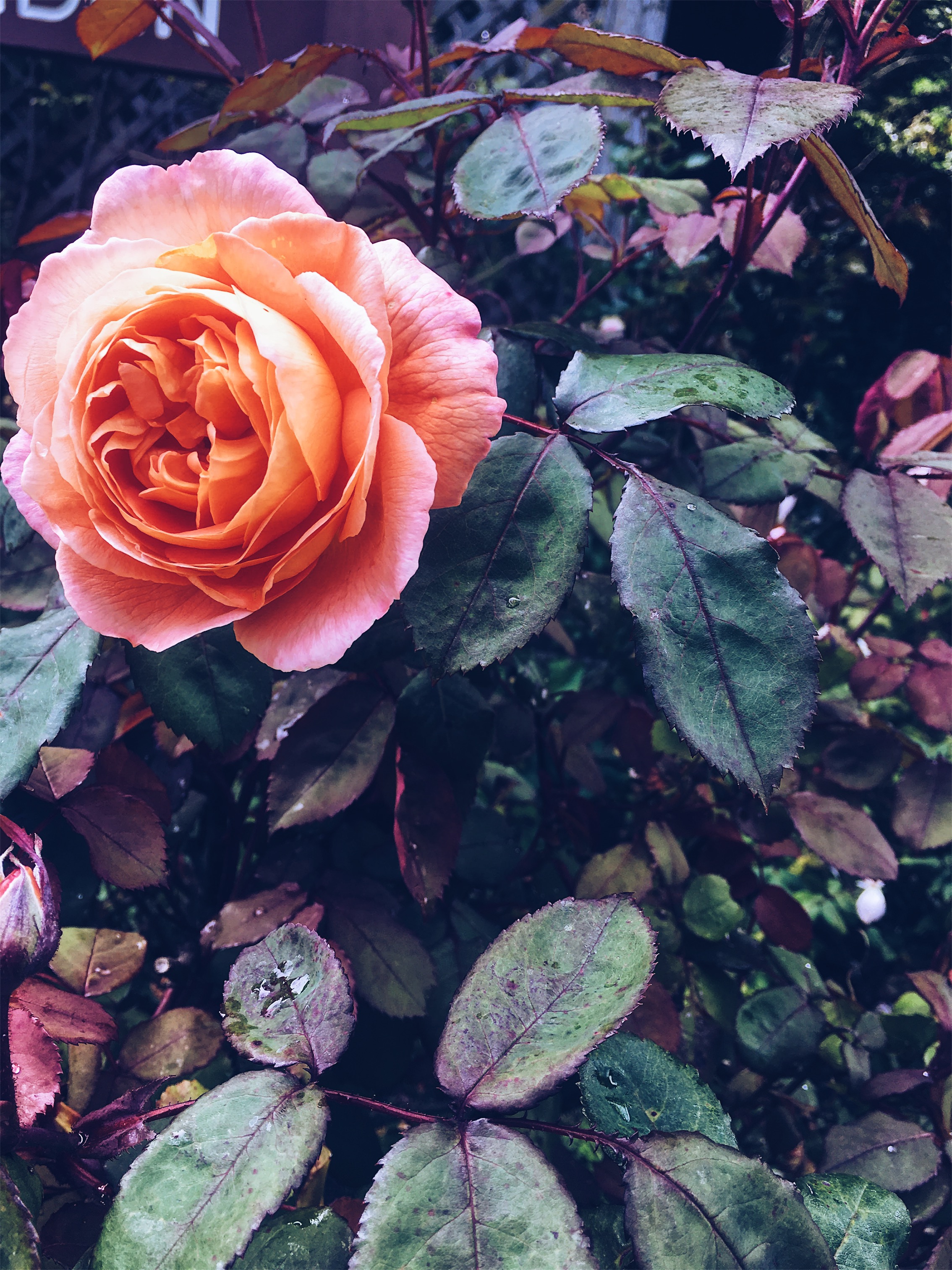 VSCO Cam-1-13.jpg