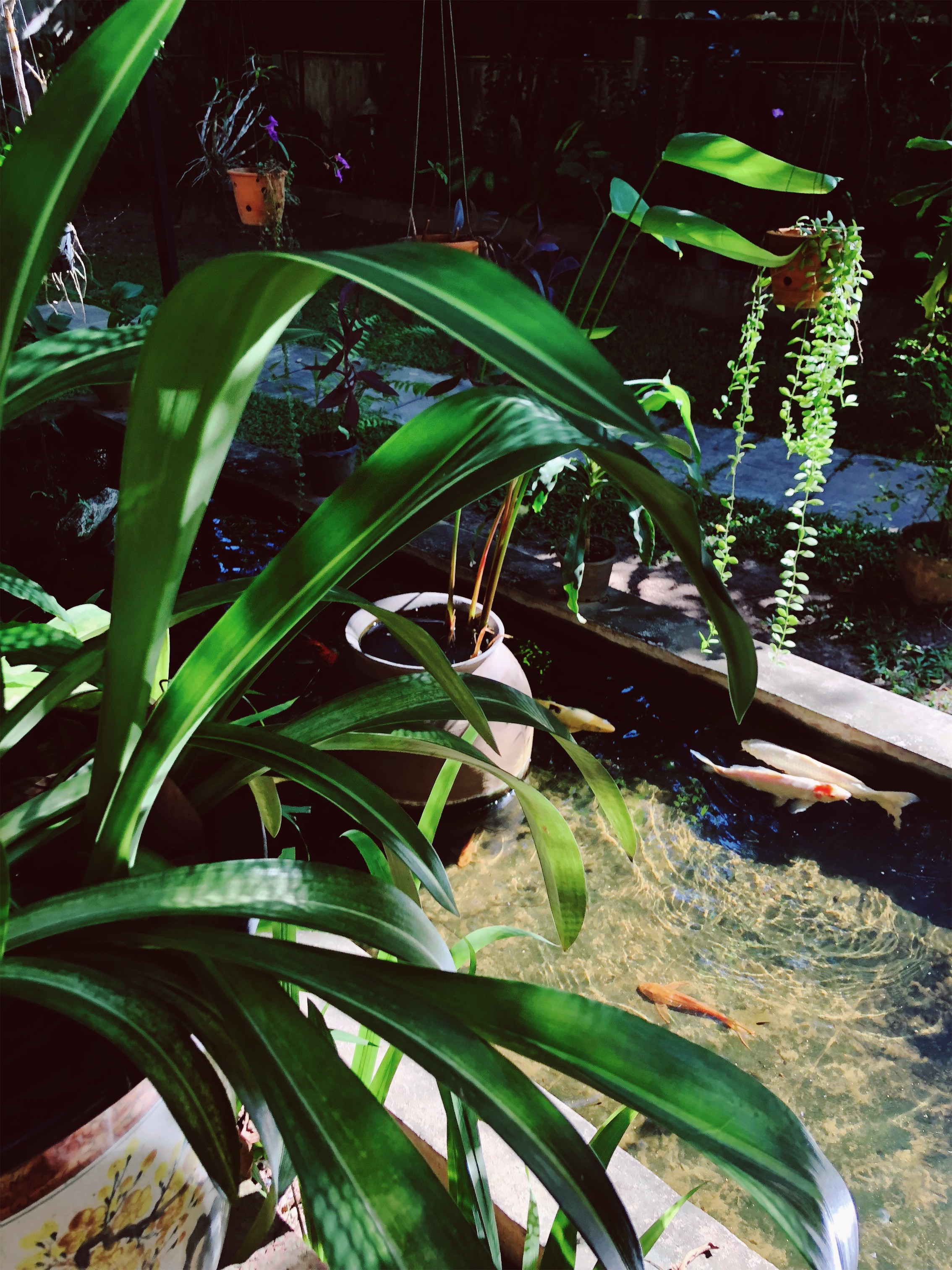 JPEG image-6EAE88866759-1.jpeg