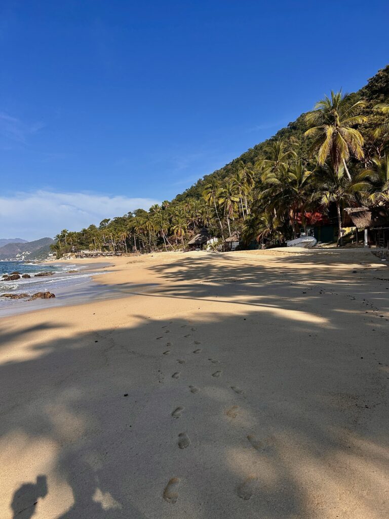 a copse of trees frame the background behind a golden sand beach