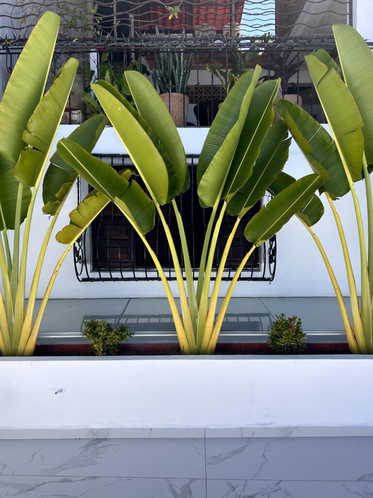 Tall green palms sit in a row of three in a rooftop balcony planter. the planter is white tile.