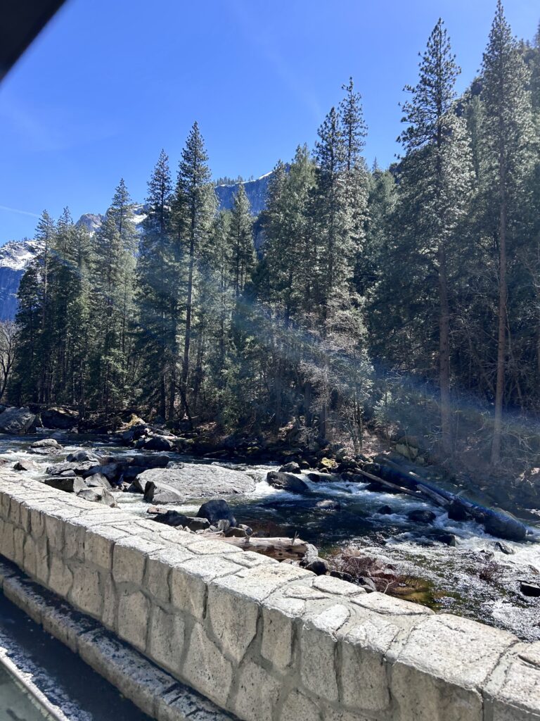 from the roadside, a rocky creek is visible beneath a dense copse of green pine trees